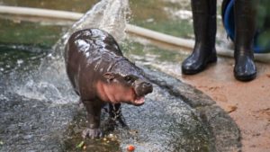 La bebé hipopótamo pigmeo Moo Deng es la última sensación en línea de Tailandia. Pero su cuidador está preocupado por su fama imagen-3