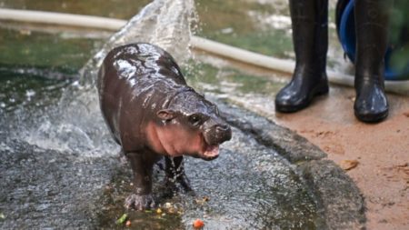 La bebé hipopótamo pigmeo Moo Deng es la última sensación en línea de Tailandia. Pero su cuidador está preocupado por su fama imagen-7