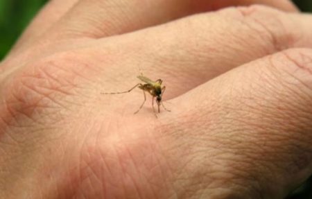 Mosquitos estériles: el método innovador para erradicar el Aedes Aegypti transmisor del dengue imagen-8