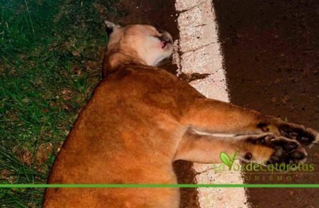 Amplio operativo, para encontrar al conductor que atropelló y mató al «puma» en Iguazú imagen-14