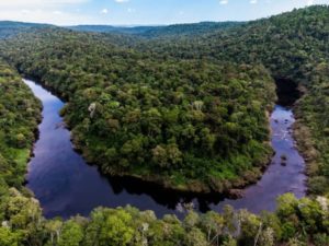 Misiones es pionera global en la certificación de créditos de carbono imagen-3