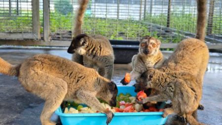 Repatrian a Madagascar a casi 1.000 animales en peligro de extinción en un hito contra el tráfico de especies imagen-6