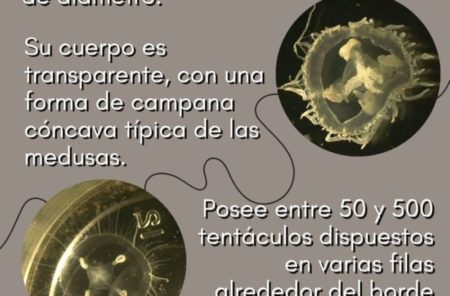 Investigación confirmó la aparición de una nueva especie invasora de medusas en arroyos de Misiones imagen-6