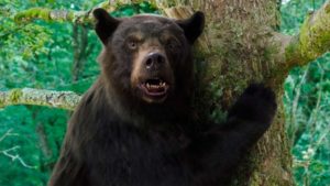 La muerte por sobredosis de un oso negro de 90 kilos que consumió varios gramos de cocaína imagen-2