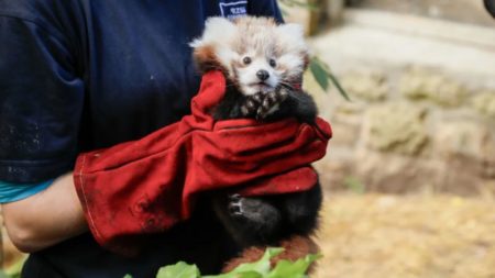 Muere un bebé panda rojo por el estrés causado por fuegos artificiales, dice el Zoológico de Edimburgo imagen-11