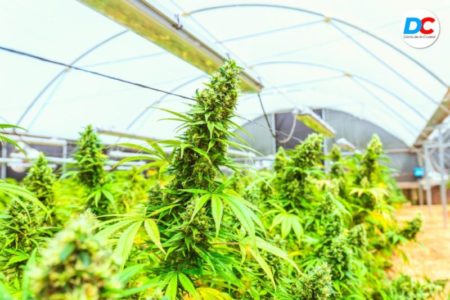 Misiones impulsa el desarrollo integral del Cannabis con enfoque productivo y terapéutico imagen-8