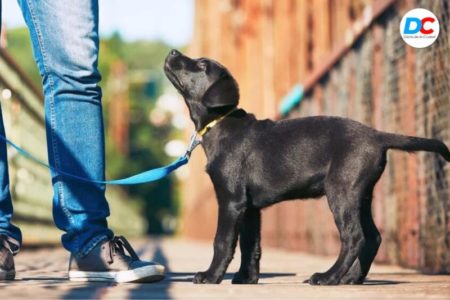 Se realizará el primer relevamiento de perros y gatos en Posadas imagen-8