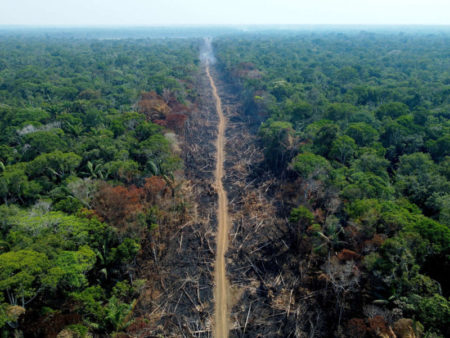 América Latina y el Caribe sufrió la pérdida del 95% de la vida silvestre, según informe de WWF imagen-16