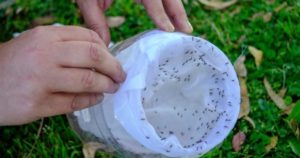 Dengue: piden que no maten a los mosquitos naranjas y verdes liberados en Ezeiza imagen-1