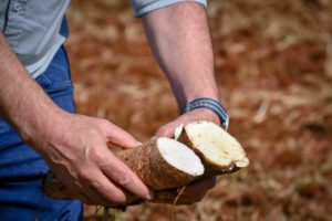 La mandioca, un alimento versátil: de la chacra a la mesa y a la industria farmacéutica imagen-2