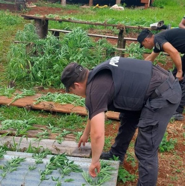 Policías acudieron por un hecho de violencia y descubrieron una huerta con 40 plantas de marihuana imagen-4