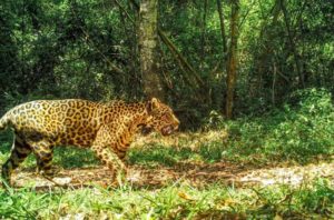 Día del Yaguareté: quedan solo 250 en la Argentina imagen-3