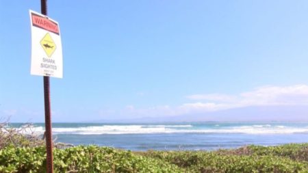 Un tiburón muerde parte de la pierna de un surfista en un ataque cerca de una playa de Maui, Hawái, dicen las autoridades imagen-8