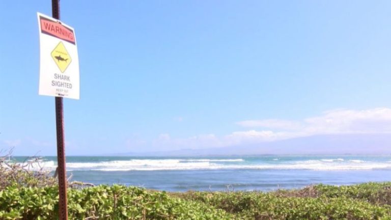 Un tiburón muerde parte de la pierna de un surfista en un ataque cerca de una playa de Maui, Hawái, dicen las autoridades imagen-5