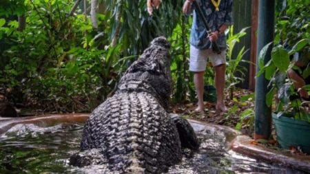 El cocodrilo más grande del mundo en cautiverio muere en Australia a los 110 años imagen-11