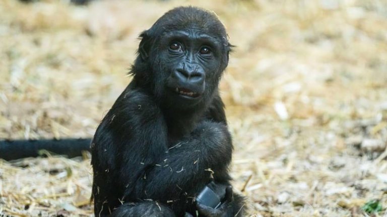 Muere un gorila en un zoológico canadiense después de que un trabajador activara por error la puerta equivocada imagen-4