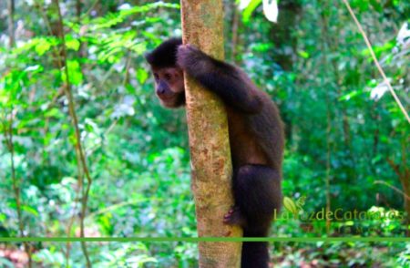 Científicos registran el primer caso de»infección por tuberculosis bovina», en un mono del Parque Nacional Iguazú imagen-7