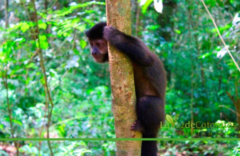 Científicos registran el primer caso de»infección por tuberculosis bovina», en un mono del Parque Nacional Iguazú imagen-4