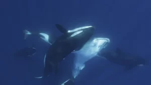 Imágenes revelan cómo un grupo de orcas caza al pez más grande del mundo imagen-4