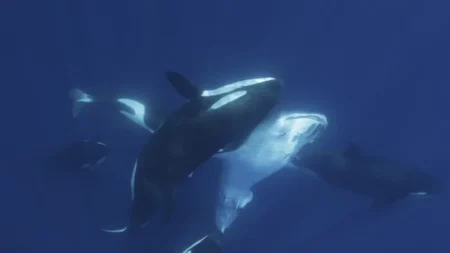 Imágenes revelan cómo un grupo de orcas caza al pez más grande del mundo imagen-6