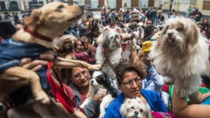 Proponen en Perú ley de licencia laboral por muerte de mascotas imagen-2