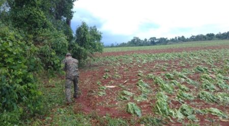 El Estado provincial asistirá a los productores de la zona rural de Andresito afectados por el temporal del martes 29 de octubre imagen-6