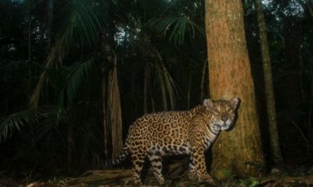 Alertan que en el Yabotí queda un solo yaguareté macho y desarrollan repoblación imagen-6