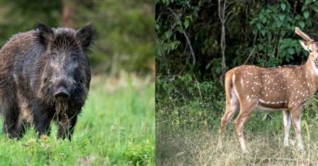 Entre Ríos avanzó para declarar plagas a tres animales exóticos invasores y se regulará su caza imagen-12