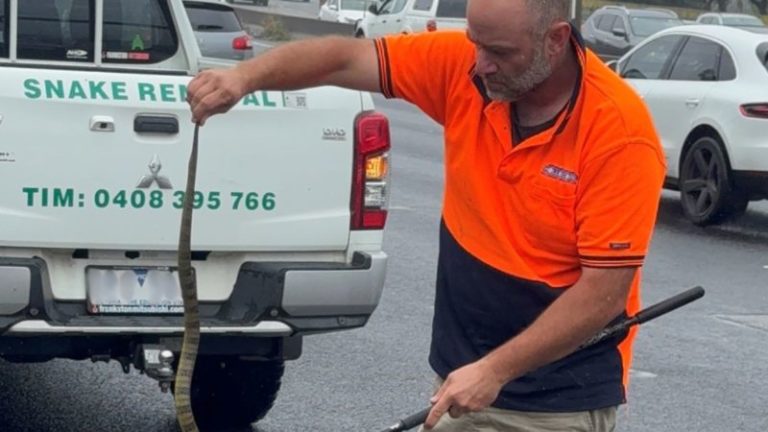 Mujer australiana encontró una mortal serpiente tigre a sus pies mientras conducía a 80 kilómetros por hora imagen-5