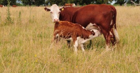 Sabiduría popular aplicada al campo: Más vale trote que dure y no galope que canse imagen-13