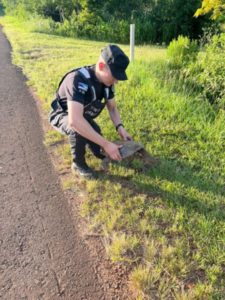 Fauna misionera: Policías salvaron a una tortuga de ser atropellada sobre la ruta imagen-1