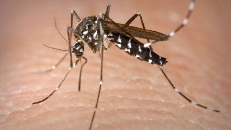 Se confirmaron diez casos de dengue en Misiones imagen-4