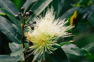 La planta de interior que perfuma todo el año y es fácil de cuidar imagen-3