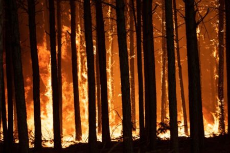 Advierten sobre el peligro de que el fuego vuelva a arrasar Corrientes como hace tres años imagen-10