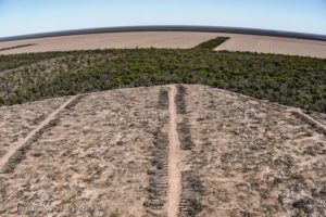 Greenpeace denunció la pérdida de 150.000 hectáreas de bosques en el norte de Argentina y advirtió que la deforestación creció un 10% durante 2024 imagen-2