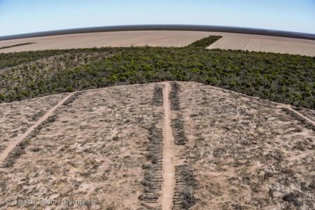 Greenpeace denunció la pérdida de 150.000 hectáreas de bosques en el norte de Argentina y advirtió que la deforestación creció un 10% durante 2024 imagen-9