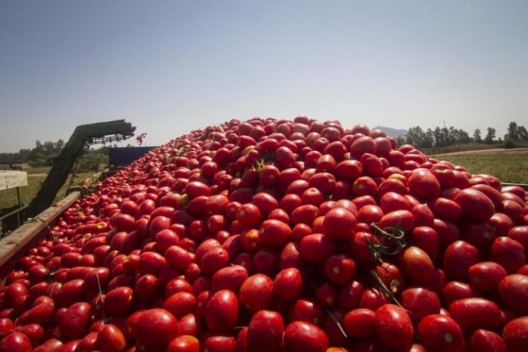 ¿Qué culpa tiene el tomate? imagen-5