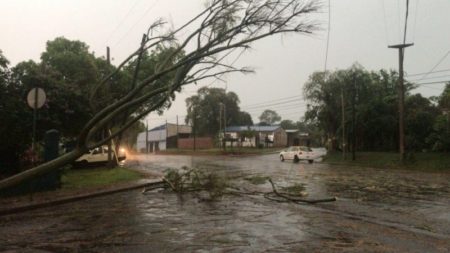 Posadas y Candelaria, las localidades más afectadas por el temporal con caída de árboles y cables imagen-103