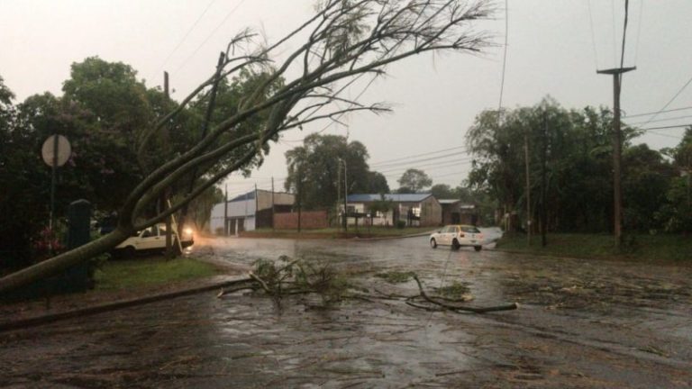 Posadas y Candelaria, las localidades más afectadas por el temporal con caída de árboles y cables imagen-5