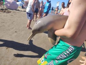 Murió un delfín en Mar del Tuyú luego de que un turista lo sacara del agua imagen-4