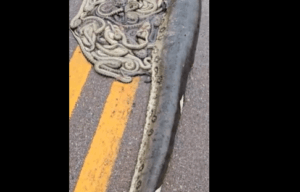 Una serpiente preñada murió atropellada en Brasil y expulsó a más de 100 crías en la ruta | OberaInside.com.ar La Noticia Junto a VosUna serpiente pre... imagen-4