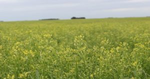 Fuerte apuesta de una multinacional a un cultivo que sirve como combustible para los aviones imagen-1