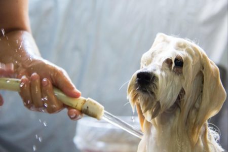 Cada cuántas semanas hay que bañar a un perro imagen-7