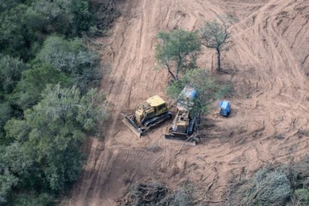 Cuatro provincias concentraron el año pasado la pérdida de bosque nativo: fue 10% más que en 2023 imagen-8