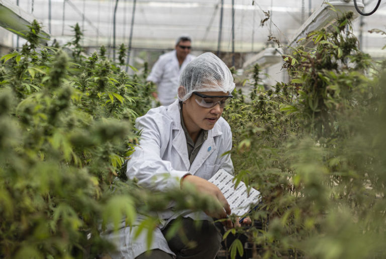 Desde la Biofábrica, Misiones avanza en certificaciones para exportar plantas medicinales imagen-5