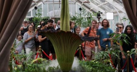 Una "Flor Cadáver" floreció después de 15 años y miles de turistas se acercan a Sidney para verla imagen-15