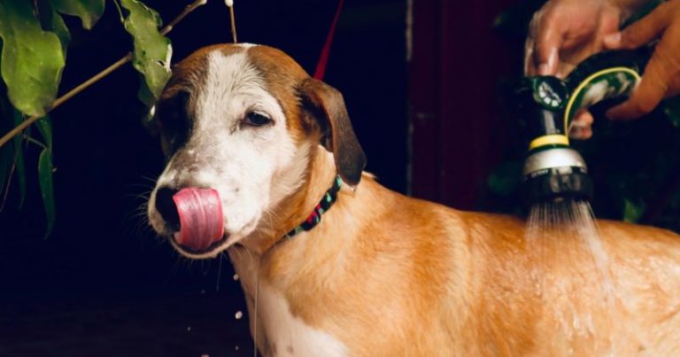 Ola de calor y mascotas: cada cuánto se debe bañar a los perros según un experto imagen-5