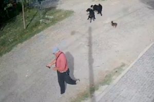 Un jubilado de 70 años apuñaló y mató a un perro en La Plata, fue detenido y luego liberado imagen-2