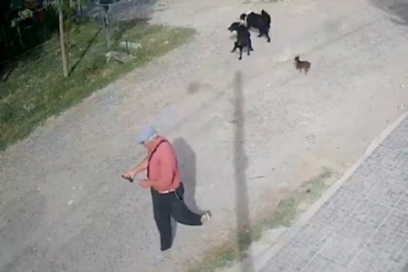 Un jubilado de 70 años apuñaló y mató a un perro en La Plata, fue detenido y luego liberado imagen-8