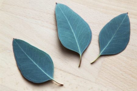 La planta que todos tienen en casa y ayuda a calmar los dolores musculares imagen-9